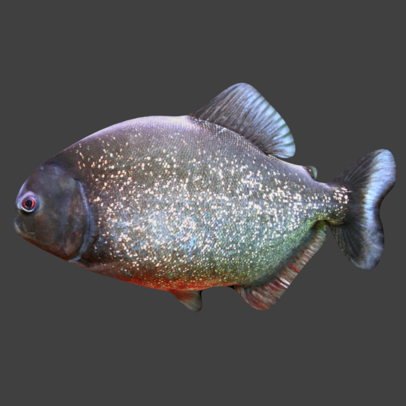 Piranha - 3Docean 20801423