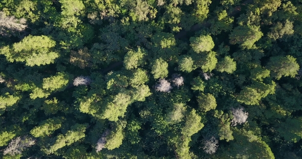 Aerial Drone Shot Over the North European Forest