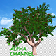 Cherry Tree - VideoHive Item for Sale