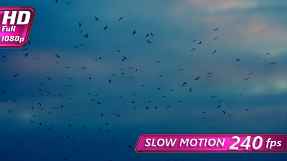 Birds Circling in the Twilight alt