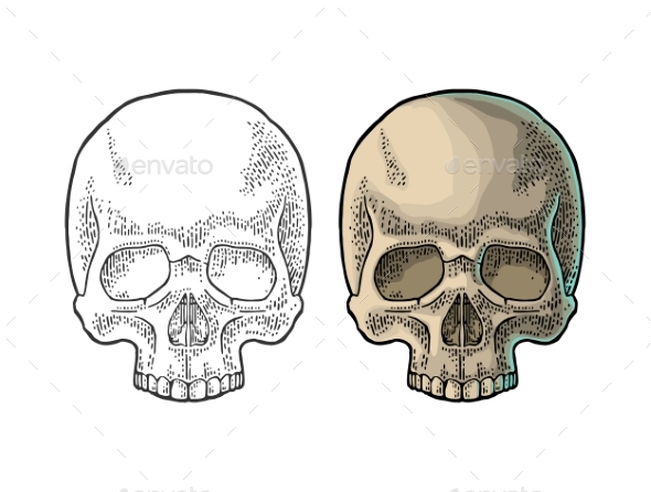 Human Skull - Miscellaneous Vectors