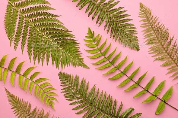 Fern Leaf - Stock Photo - Images