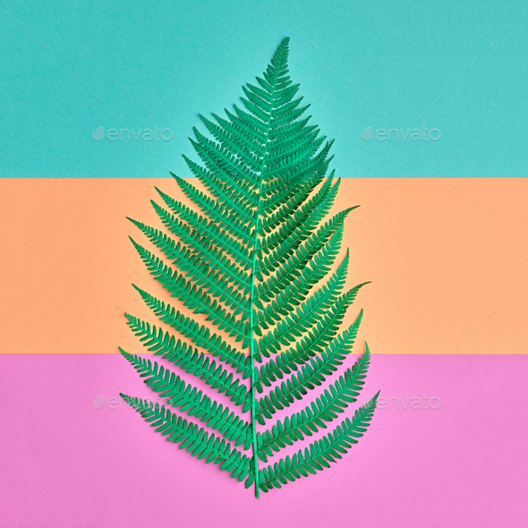 Fern Minimal - Stock Photo - Images