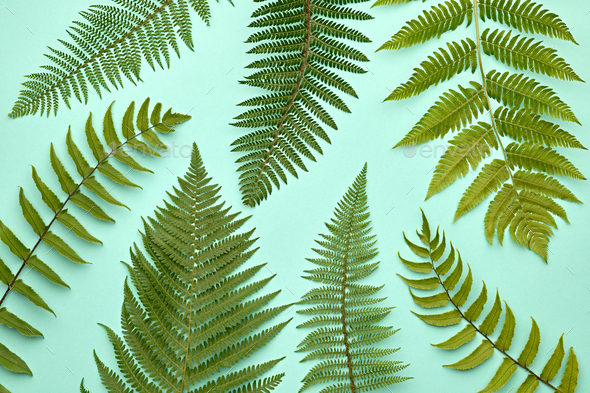 Autumn Art. Fall Fashion.Minimal.Fern Leaf on Pink - Stock Photo - Images