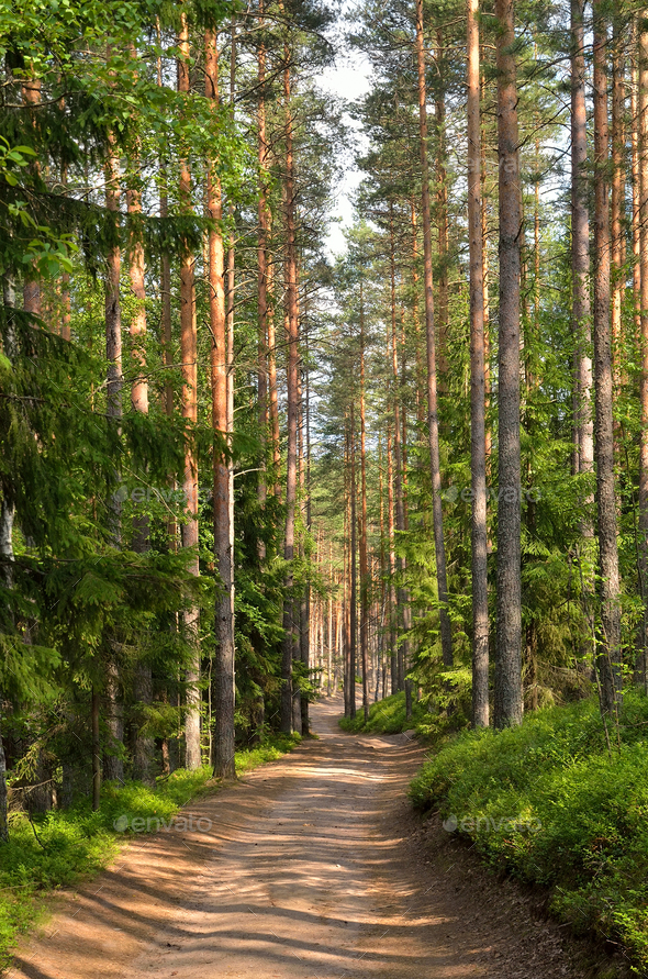 Path Through Pine Trees In Forest Stock Photo By Voltan1 Photodune