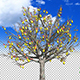 Pears on a tree - VideoHive Item for Sale