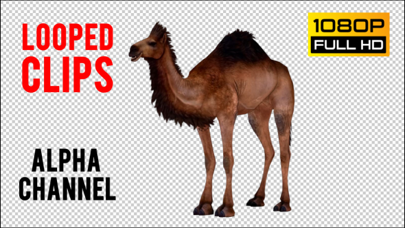 Camel 4 alt