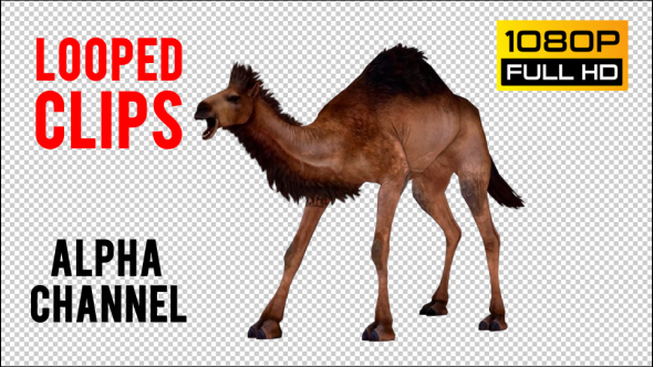 Camel 6 alt