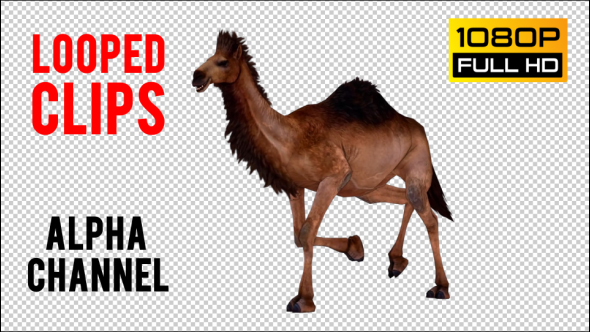 Camel 8 alt