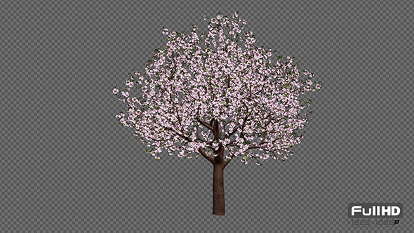 Growing Sakura Tree