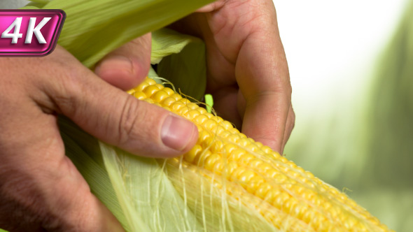 Corncob of the New Harvest alt