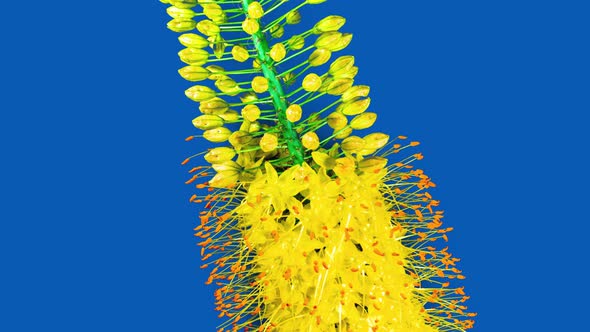 Yellow Flower Eremurus Blooming in Time Lapse on a Blue Background. Foxtail Lily or Eremurus alt