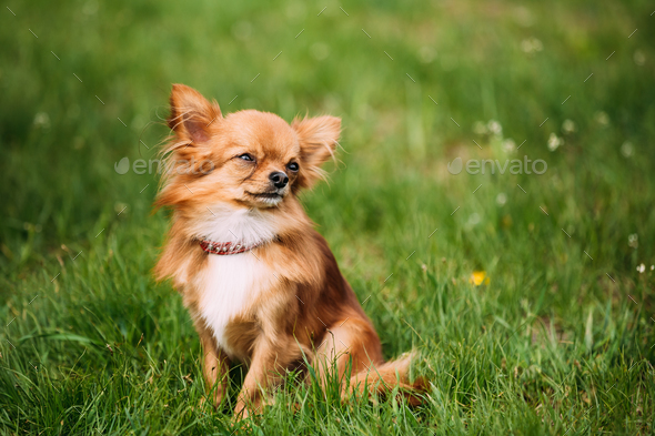 Beautiful Funny Young Red Brown And White Tiny Chihuahua Dog Si - Stock Photo - Images