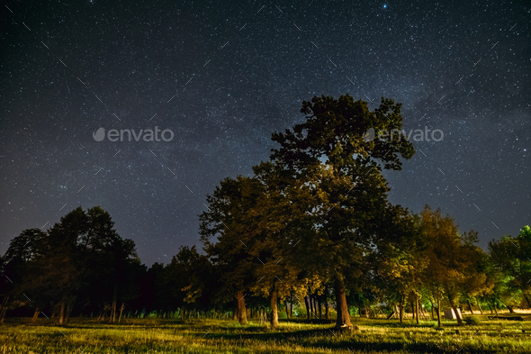 Green Trees Oak Woods In Park Under Night Starry Sky With Milky - Stock Photo - Images