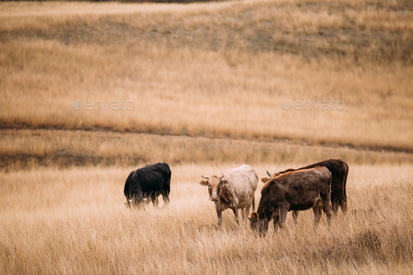 Kakheti Region, Georgia. Cows Eating Grass In Autumn Pasture. Co - Stock Photo - Images