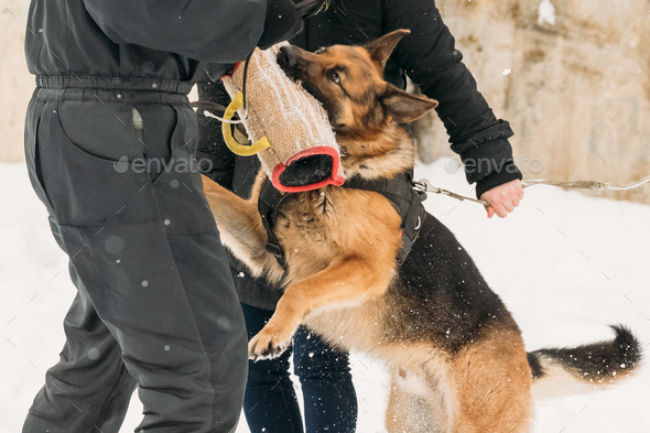 alsatian training