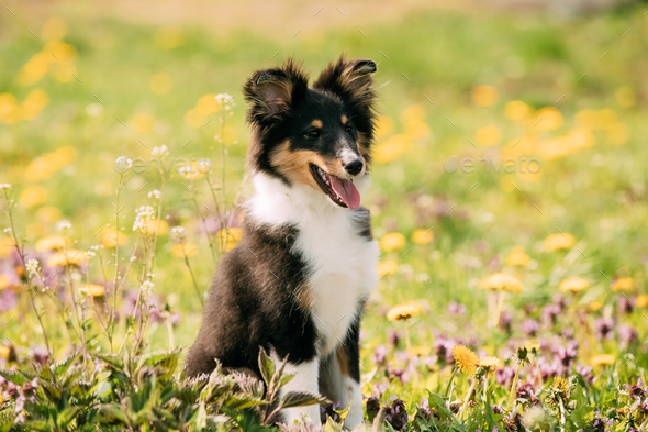 Young Happy Smiling Shetland Sheepdog Sheltie Puppy Playing Outd - Stock Photo - Images