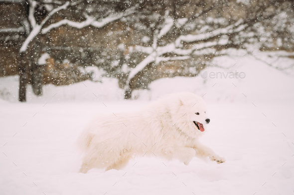 Funny Young White Samoyed Dog Or Bjelkier, Smiley, Sammy Playing