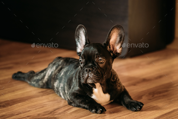 Young Black French Bulldog Dog Puppy Sit On Laminate Floor Indoo