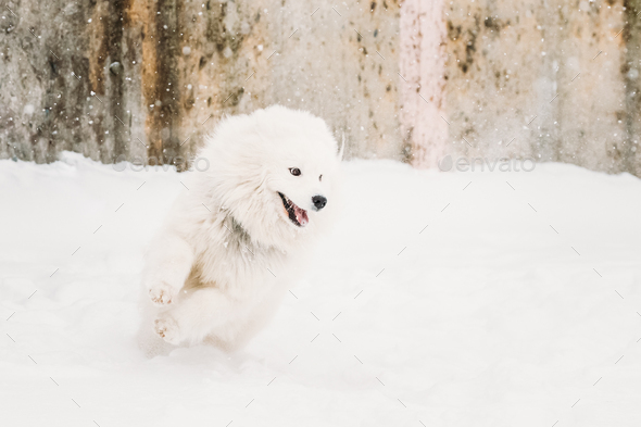 Young White Samoyed Dog (Bjelkier, Smiley, Sammy) Playing Runnin