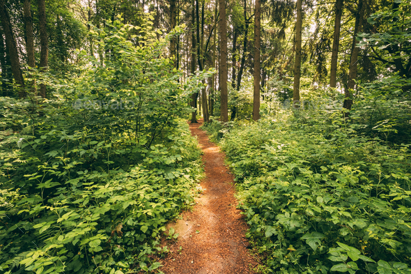 Beautiful Path Lane Walkway Way In Summer Forest. Healthy Walkin