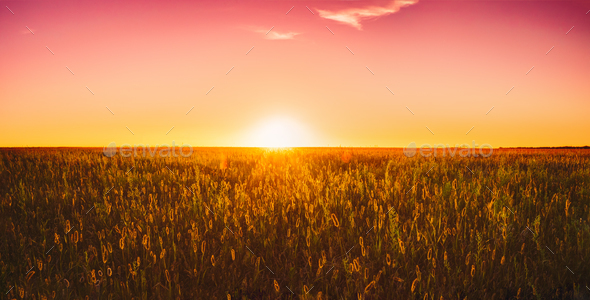 Meadow Grass In Yellow Sunlight At Later Summer Or Early Autumn - Stock Photo - Images