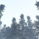 Trees in The Fog - VideoHive Item for Sale