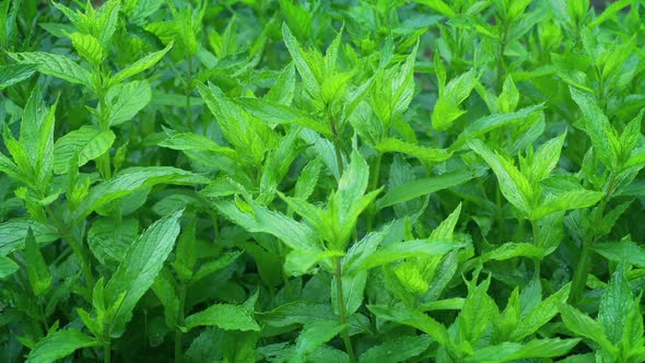Passing Mint Plant In Breeze alt