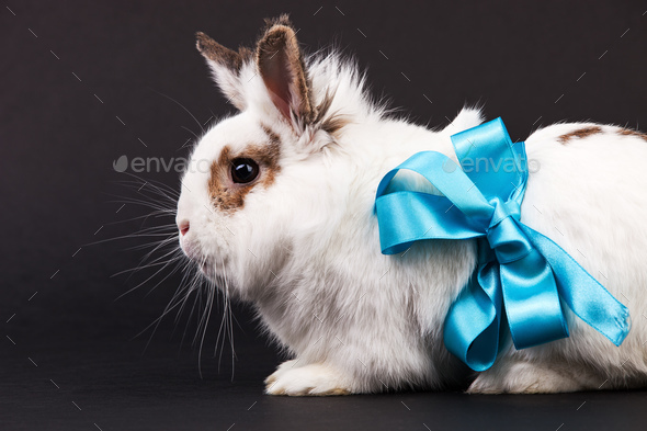 White fancy rabbit with a ribbon over black background Stock Photo by ...