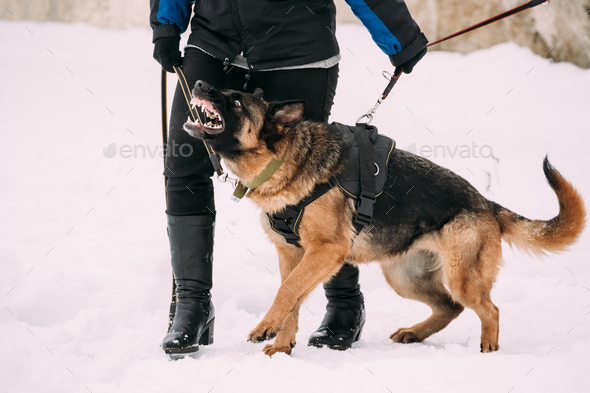 Training Of Purebred German Shepherd Adult Dog Or Alsatian Wolf