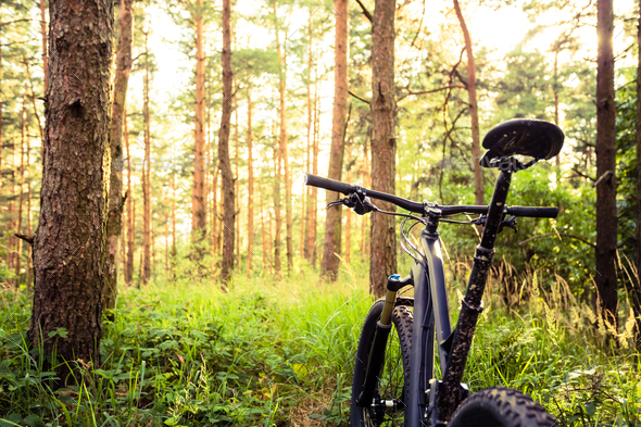 Mountain bike MTB on green summer forest trail, inspirational la