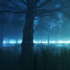 Foggy Forest - VideoHive Item for Sale