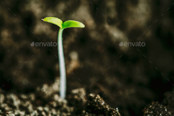 Growing Green Sprout From Soil. Spring Agricultural Season