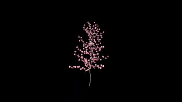 Sakura Flower Growing