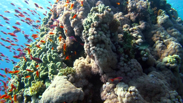 The View of a Diver Exploring a Colorful Reef, Red Sea, Egypt, Stock ...