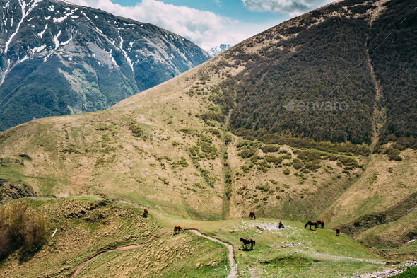 Horses Grazing On Green Mountain Slope In Spring In Mountains Of