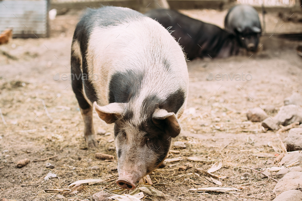 Household Pig In Farm. Pig Farming Is Raising And Breeding Of Do - Stock Photo - Images