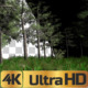 malbred - Forest 3D Panoramic Animation malbred - Forest 3D Panoramic Animation