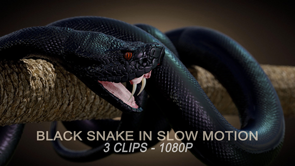 Black Snake in Slow Motion by Abdelrahman_El-masry | VideoHive