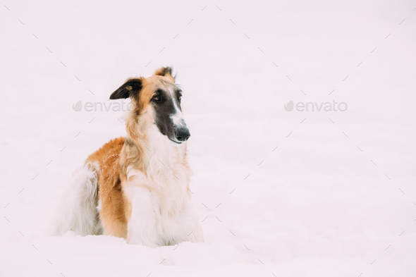 Russian Wolfhound, Russian Hunting Sighthound, Russkaya Psovaya