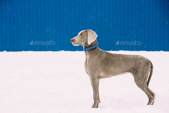Beautiful Weimaraner Dog Standing In Snow At Winter Day. Large D
