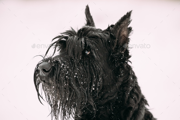 Portrait Of Young Black Giant Schnauzer Or Riesenschnauzer Dog