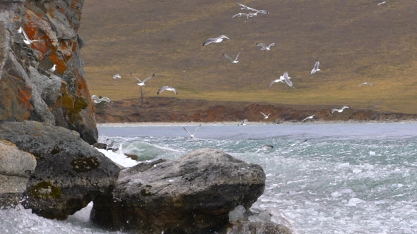 Flock of Seagulls Fly Over Lake. Baikal Lake, Russia.