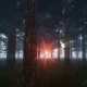 Pine Forest at Sunset - VideoHive Item for Sale