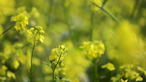 Mustard Flowers. Mustard – Mystical Flower of Happiness and Health alt