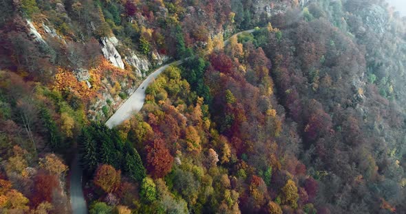 Forward Aerial Top View Over Motorbike Travelling on Road in Colorful Autumn Forest