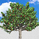 Apple Tree - VideoHive Item for Sale