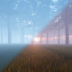 Foggy Forest - VideoHive Item for Sale
