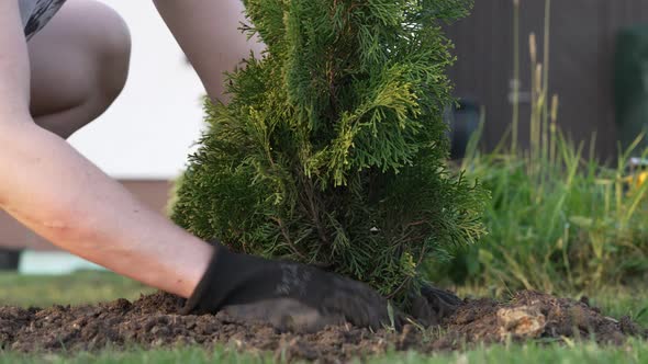 Young Woman Gardening Planting Thuja alt