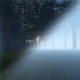 Trees in The Fog - VideoHive Item for Sale